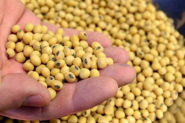 soybeans soybeans