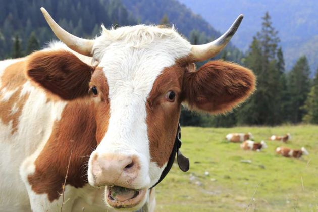 Happy cow Happy cow