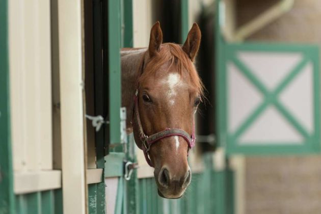 horse horse