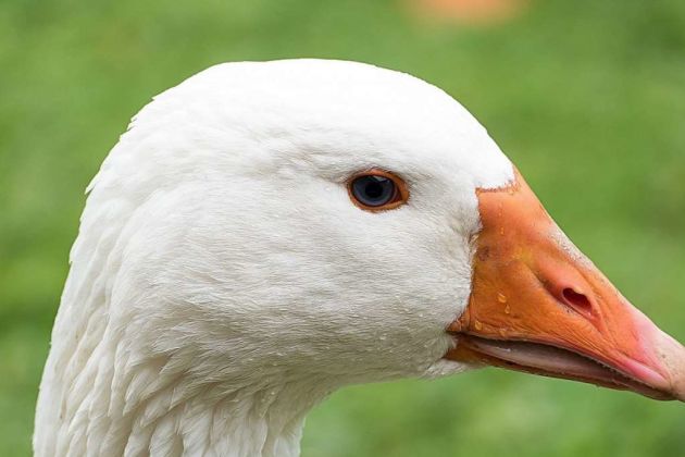 Hungarian duck Hungarian duck