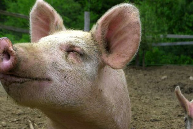 pig pig