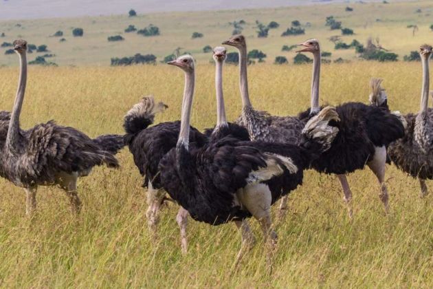 Wildlife population Wildlife population