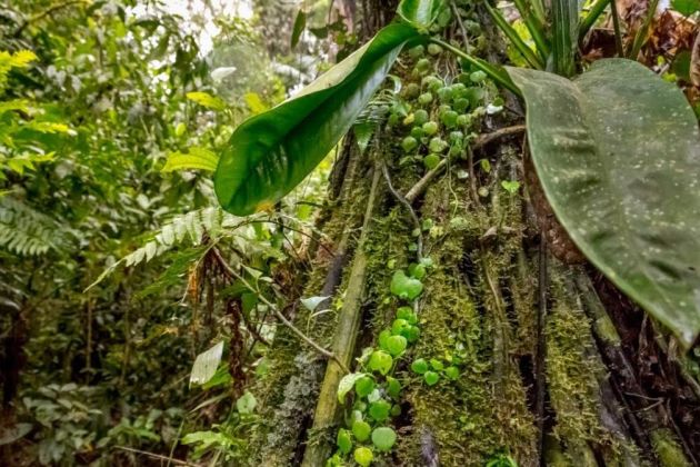 Amazon forests Amazon forests