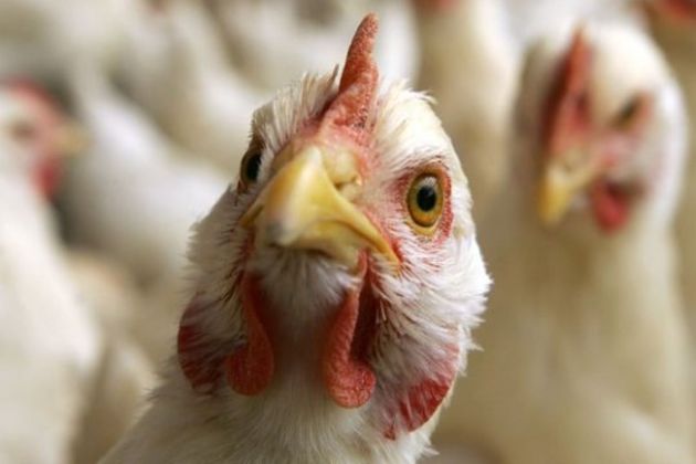 France bird flu France bird flu