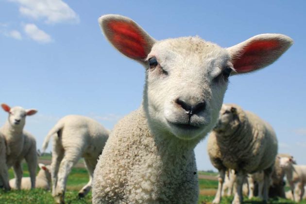 UK sheep UK sheep