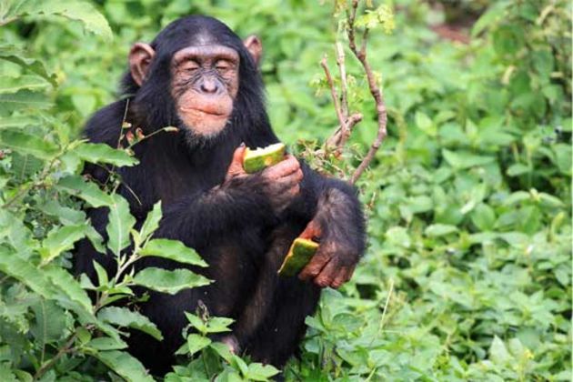 Chimpanzees Chimpanzees