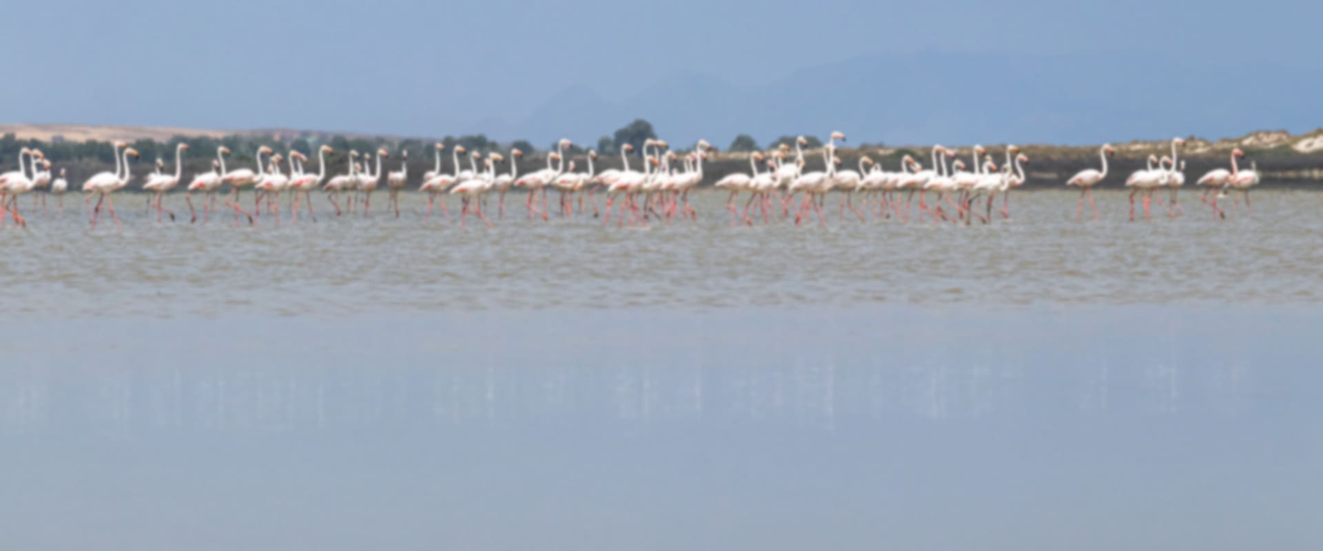 Pink Flamingos at Aliki lake above FlaminGokite