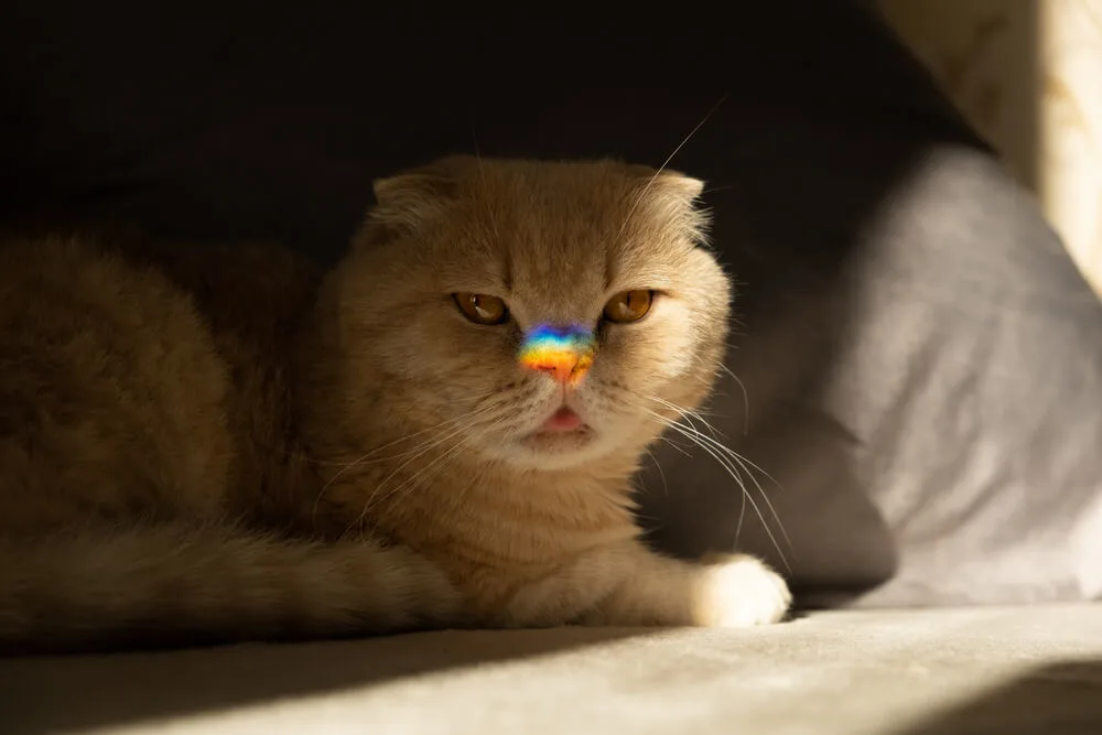 An orange cat laying down in shadow, with its tongue sticking out a little. A little dot of rainbow light shines on its nose.