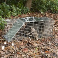 X-Small 1-Door Live Animal Trap by Havahart at Fleet Farm