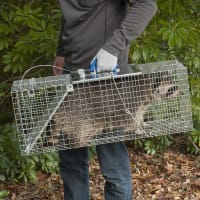 Small 2-Door Live Animal Trap by Havahart at Fleet Farm