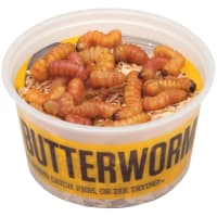 Wax Worms Bait - 250 Ct by DMF Bait at Fleet Farm