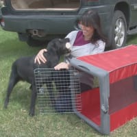 Sportpet designs pop crate discount