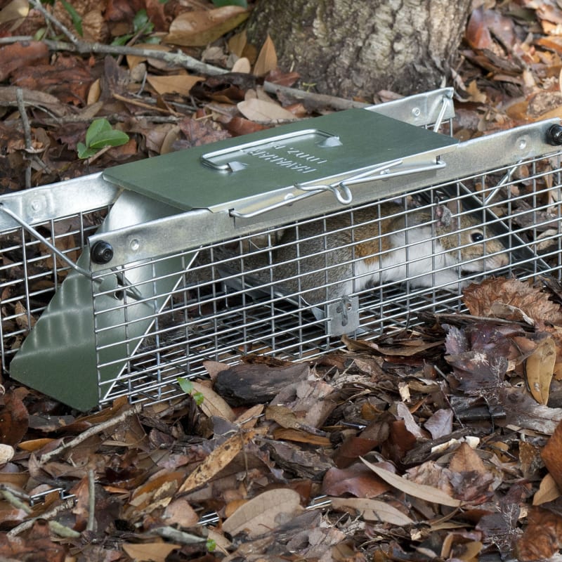 NEW! - Havahart 0745 Chipmunk Trap in Action - Full Review 