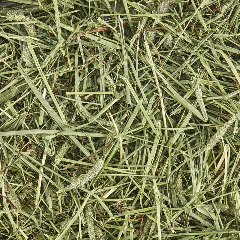 Orchard hay top for rabbits