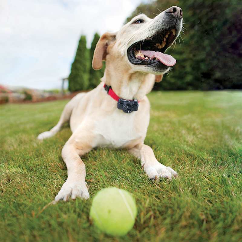 Wireless Pet Containment System by PetSafe at Fleet Farm