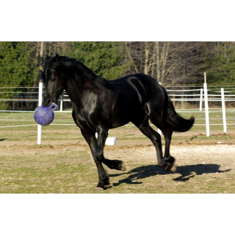 Jolly ball horse toy hotsell