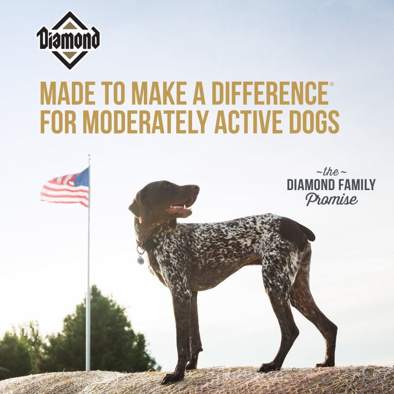 Maintenance Formula Adult Dry Dog Food 50 lbs by Diamond at Fleet Farm