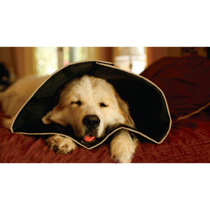 Comfy cone petsmart outlet