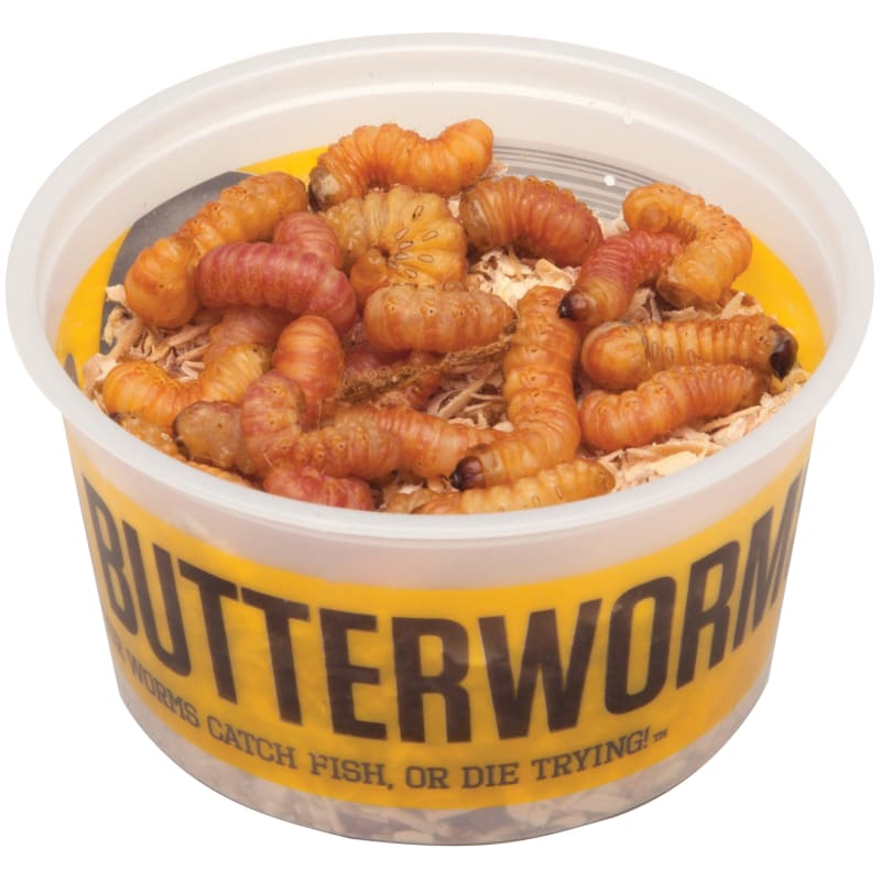 Butterworms Bait - 20 Ct by DMF Bait at Fleet Farm