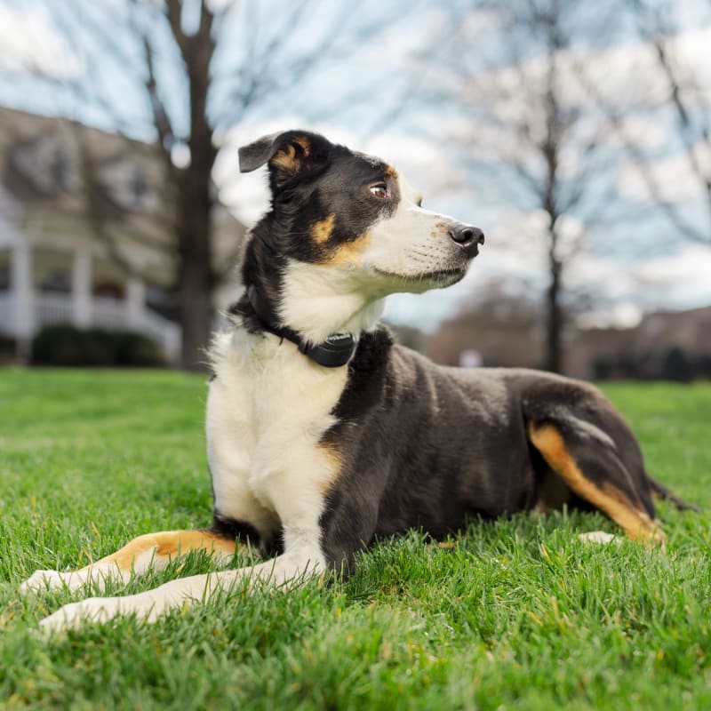 Fleet farm wireless dog fence discount