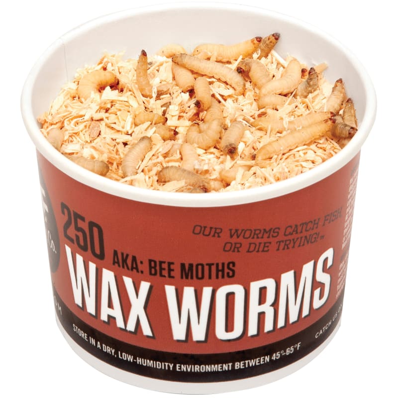 Wax Worms Bait - 250 Ct by DMF Bait at Fleet Farm