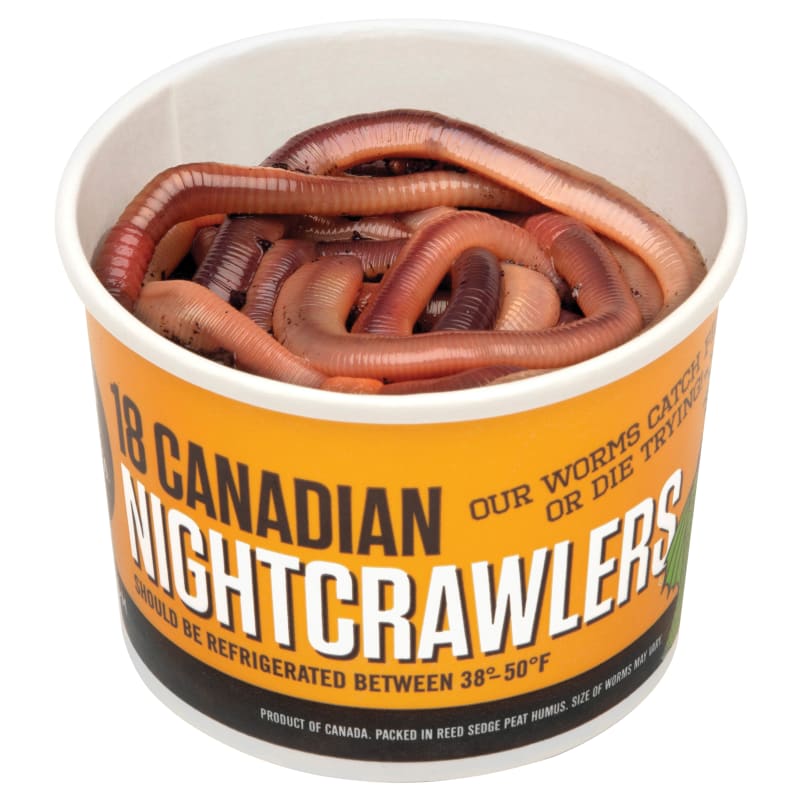 Nightcrawler Inches Out Live Bait