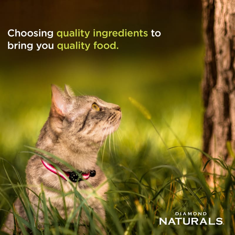 Diamond naturals indoor cat food sales