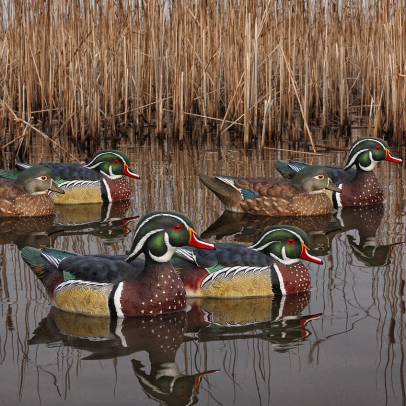 Topflight Wood Duck Decoys - 6 Pk by Avian-X at Fleet Farm