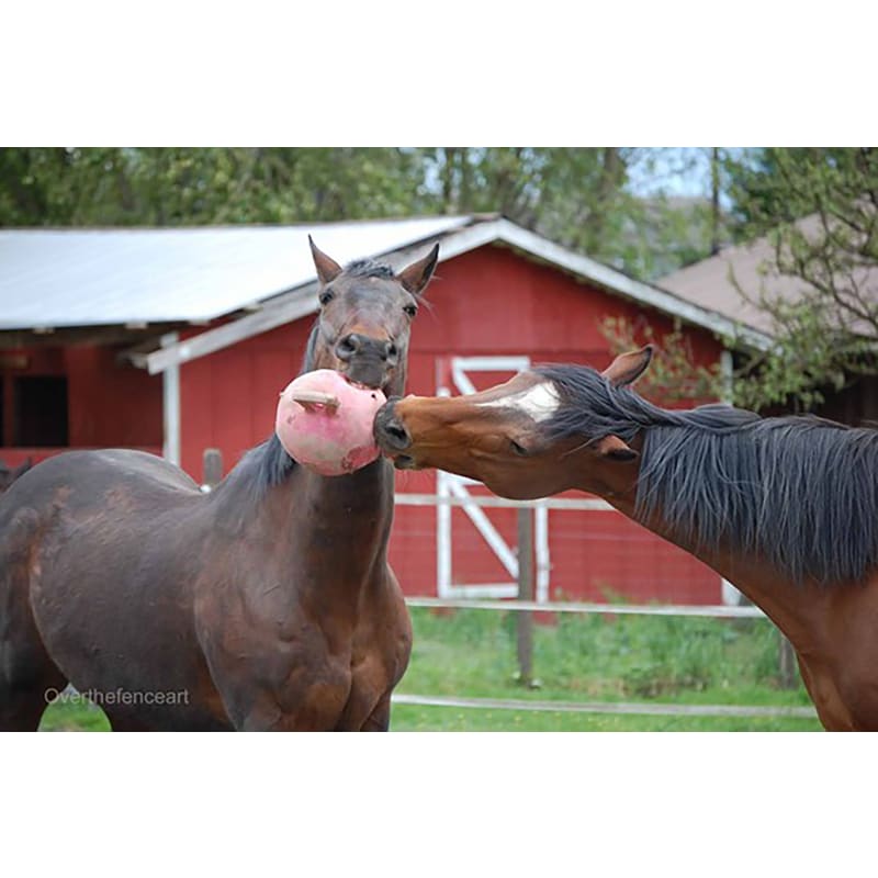 Jolly Ball for Horses or Large Breed Dogs Jolly Horse Toys, Stable  Equipment Supplies