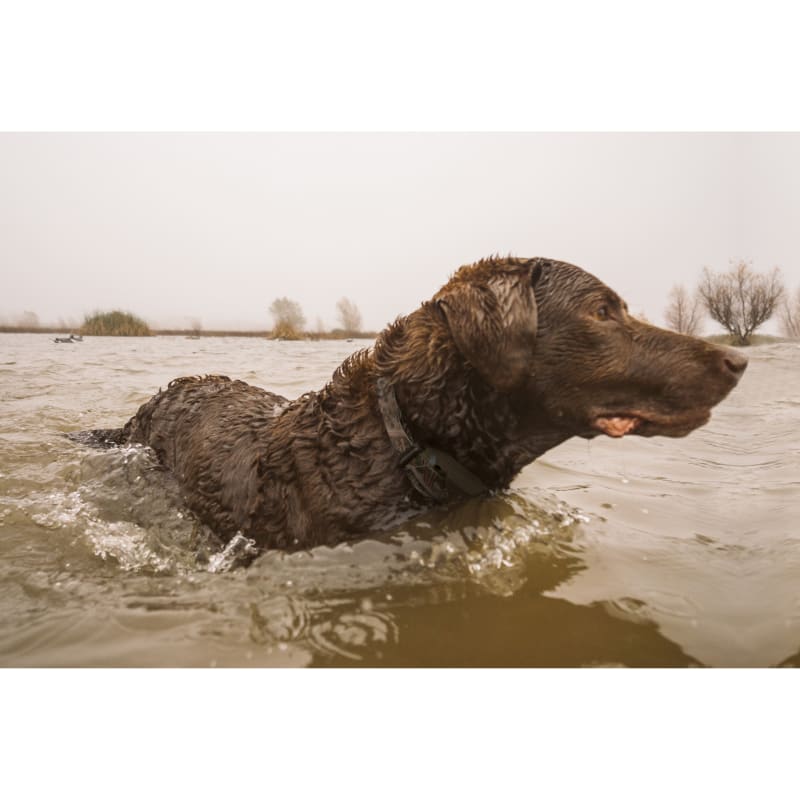 Dogtra 1900s wetlands cheap