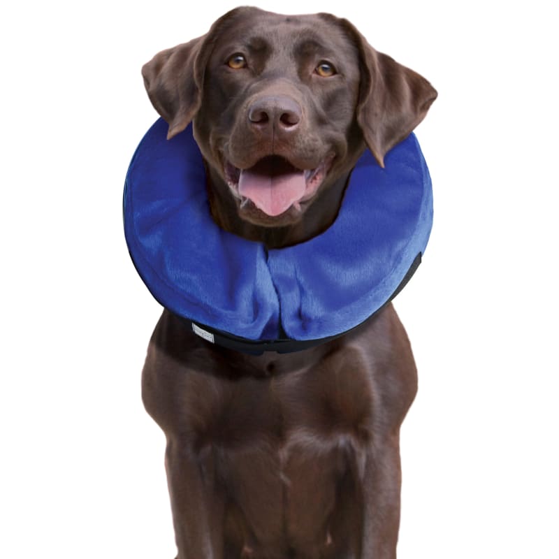 Inflatable dog top collar city farmers
