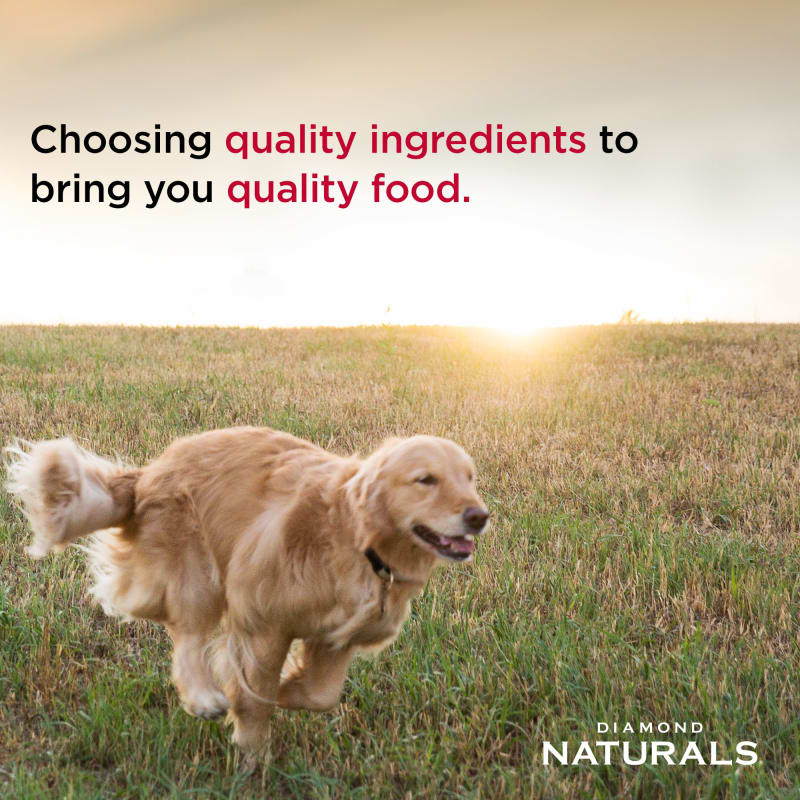 Diamond naturals grain free skin coat formula all life stages dry dog food online