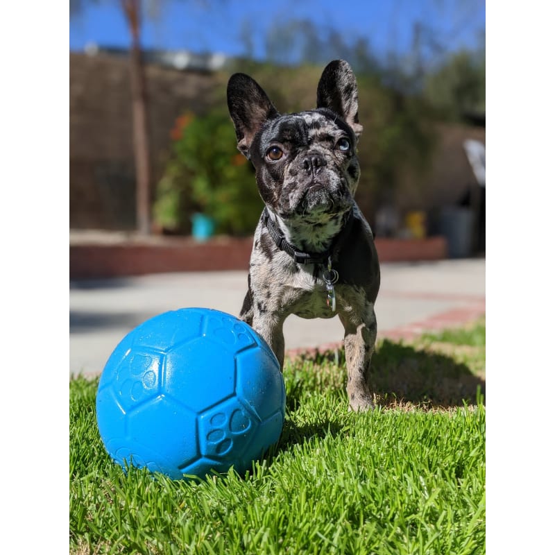 Jolly soccer ball dog toy deals