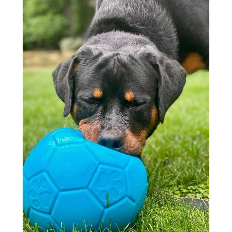 Jolly soccer ball dog toy sale