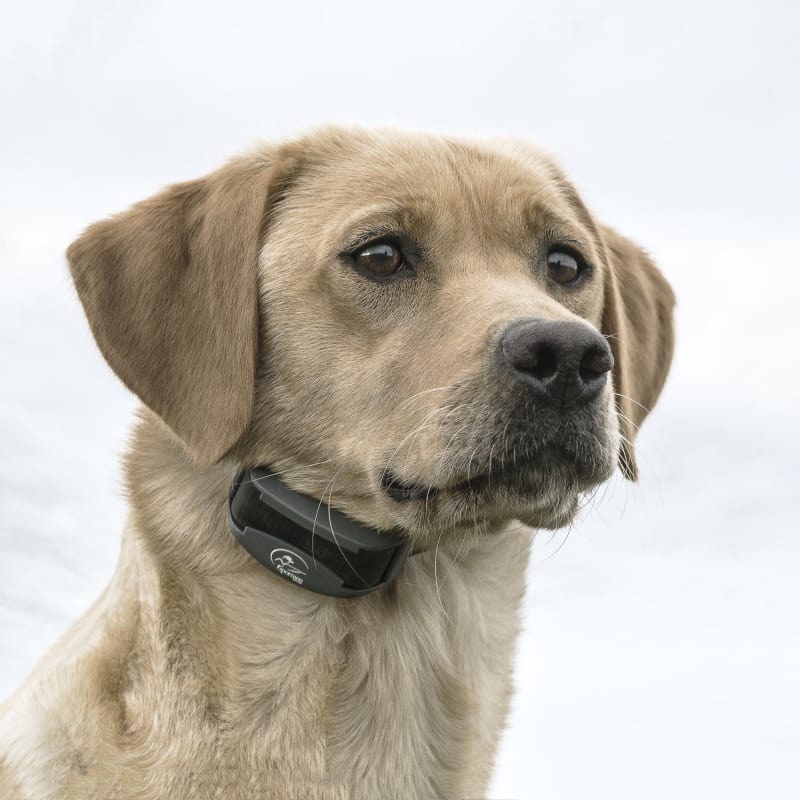 Fleet farm dog shock collar shop