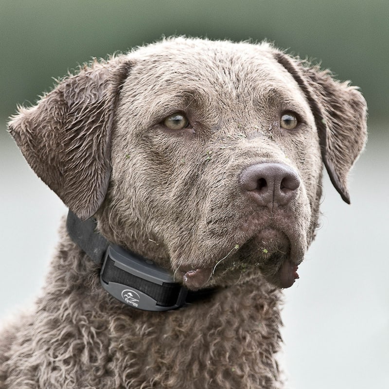 Fleet farm dog shock collar discount