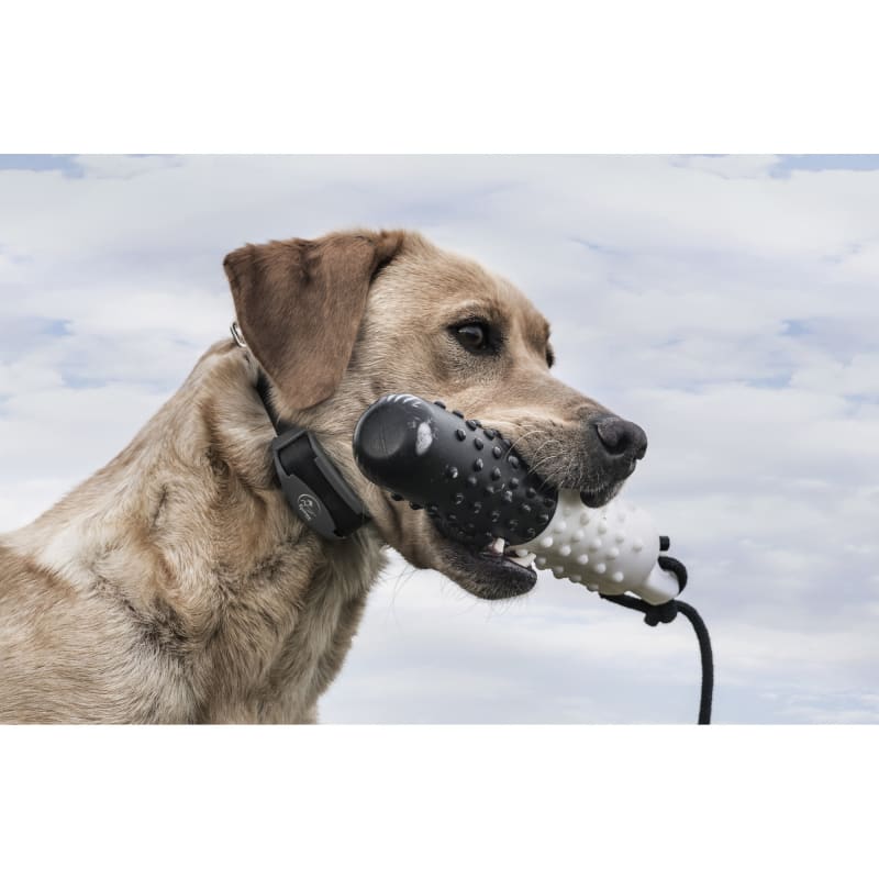Sportdog 825 add a collar hot sale