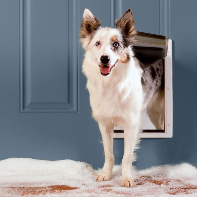 Extreme weather pet door medium cheap