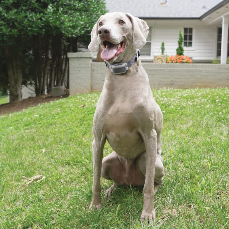 Bark Control Collar by Free Spirit at Fleet Farm