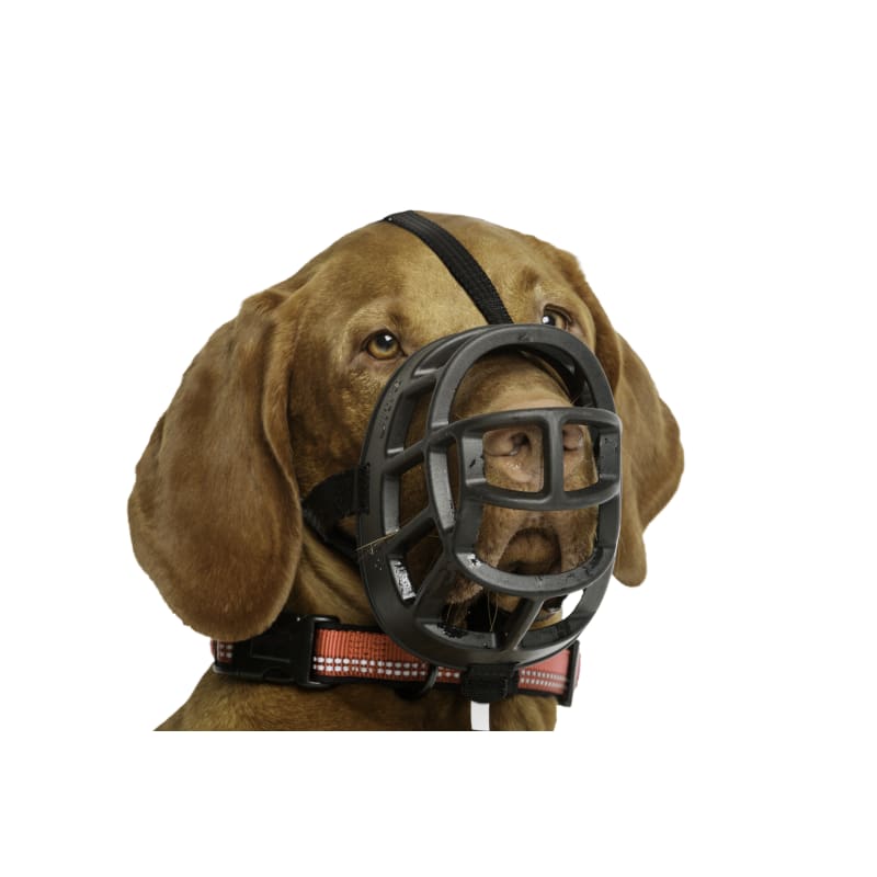 Company of animals baskerville muzzle sales
