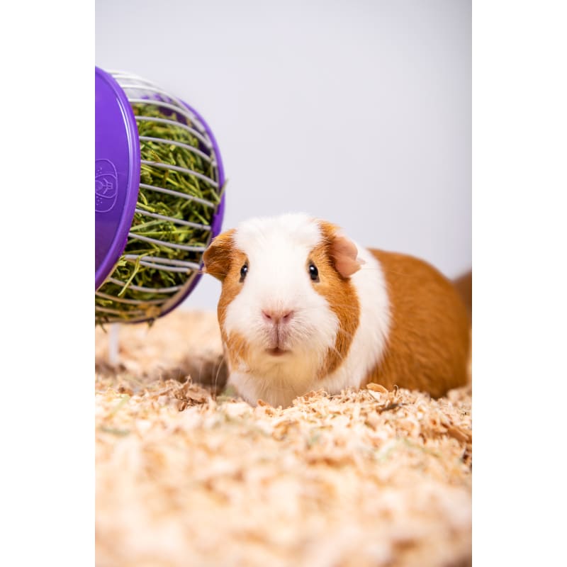 Aspen bedding for guinea pigs shop