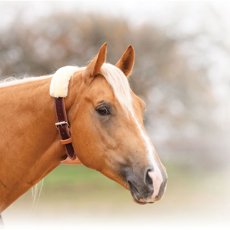 Dare cribbing collar new arrivals