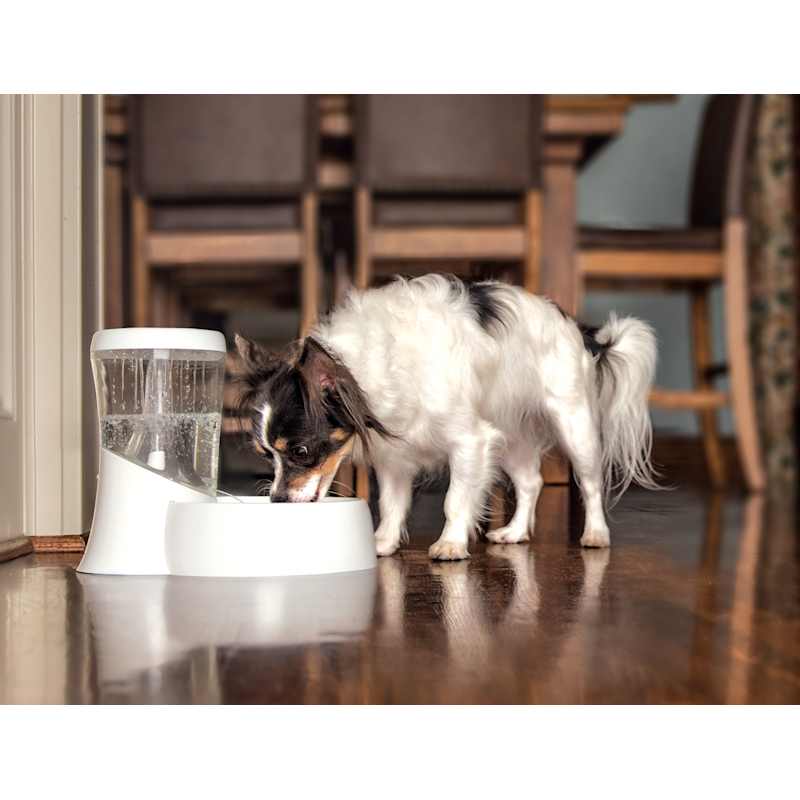 Petmate fresh flow rain best sale
