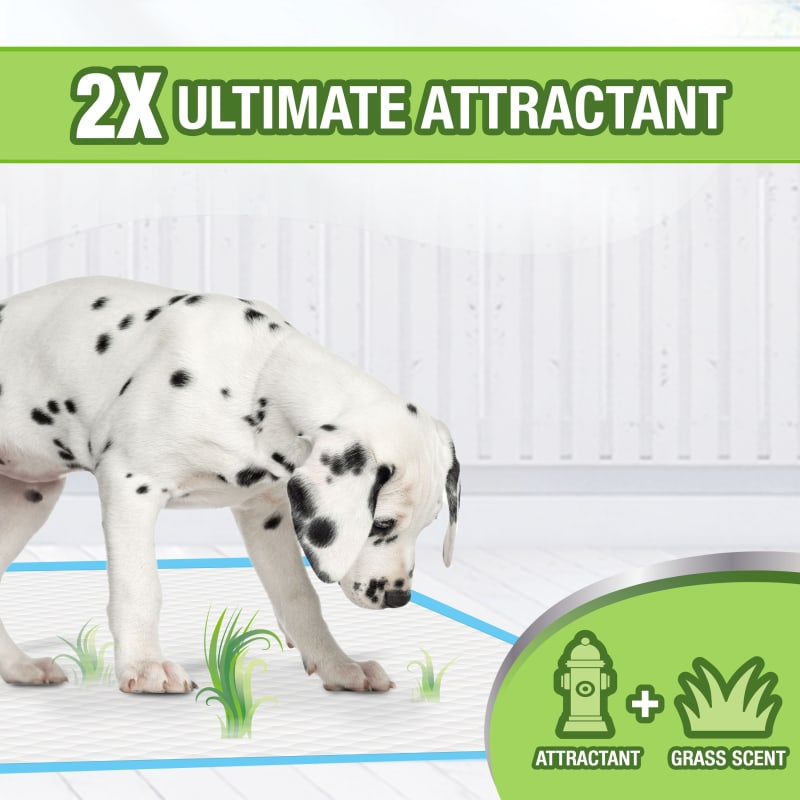 Top paw scented dog pads discount