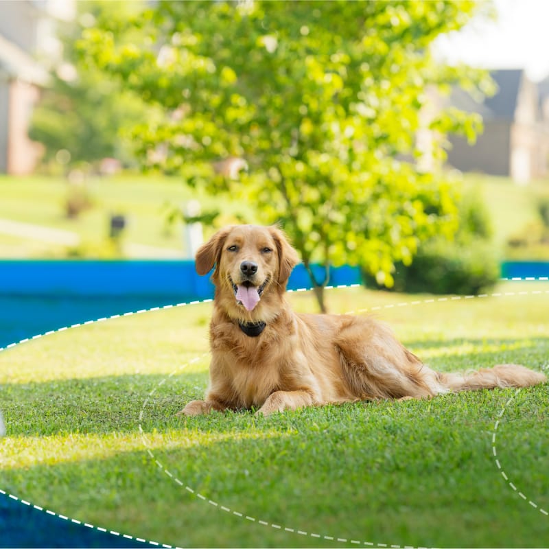 Stay Play Wireless Fence w Replaceable Battery Collar by PetSafe at Fleet Farm