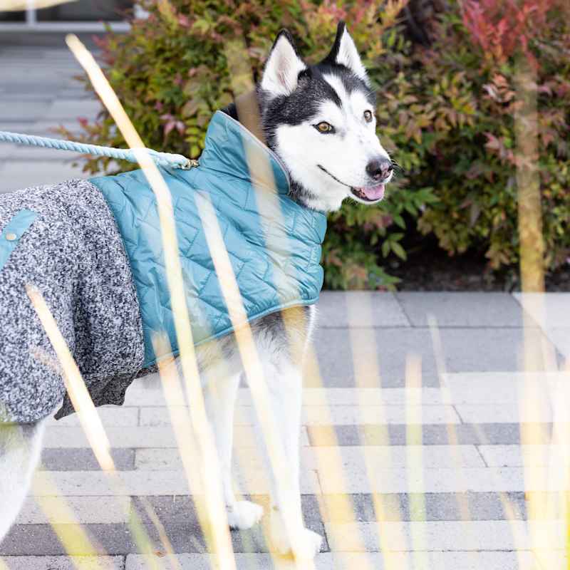Petrageous dog coats deals