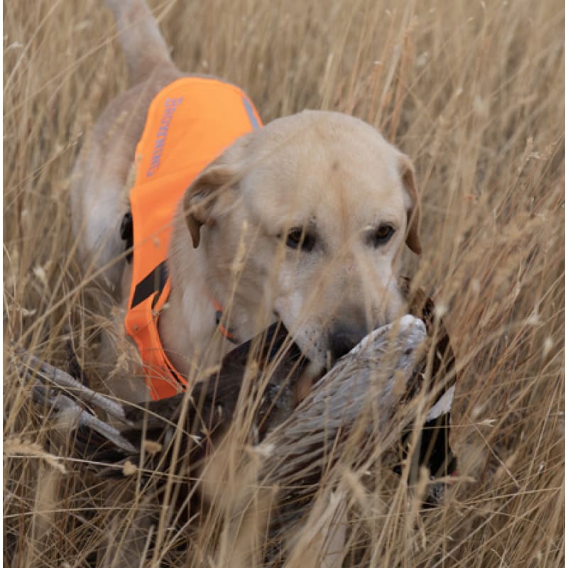 Hunting Dog Safety Vest Blaze Orange Vest For Dogs Large Hi Vis