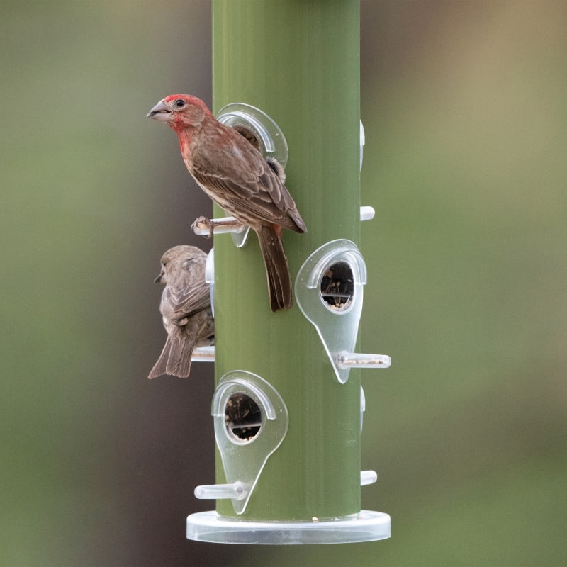 Green Metal Tube Wild Bird Feeder by Perky-Pet at Fleet Farm