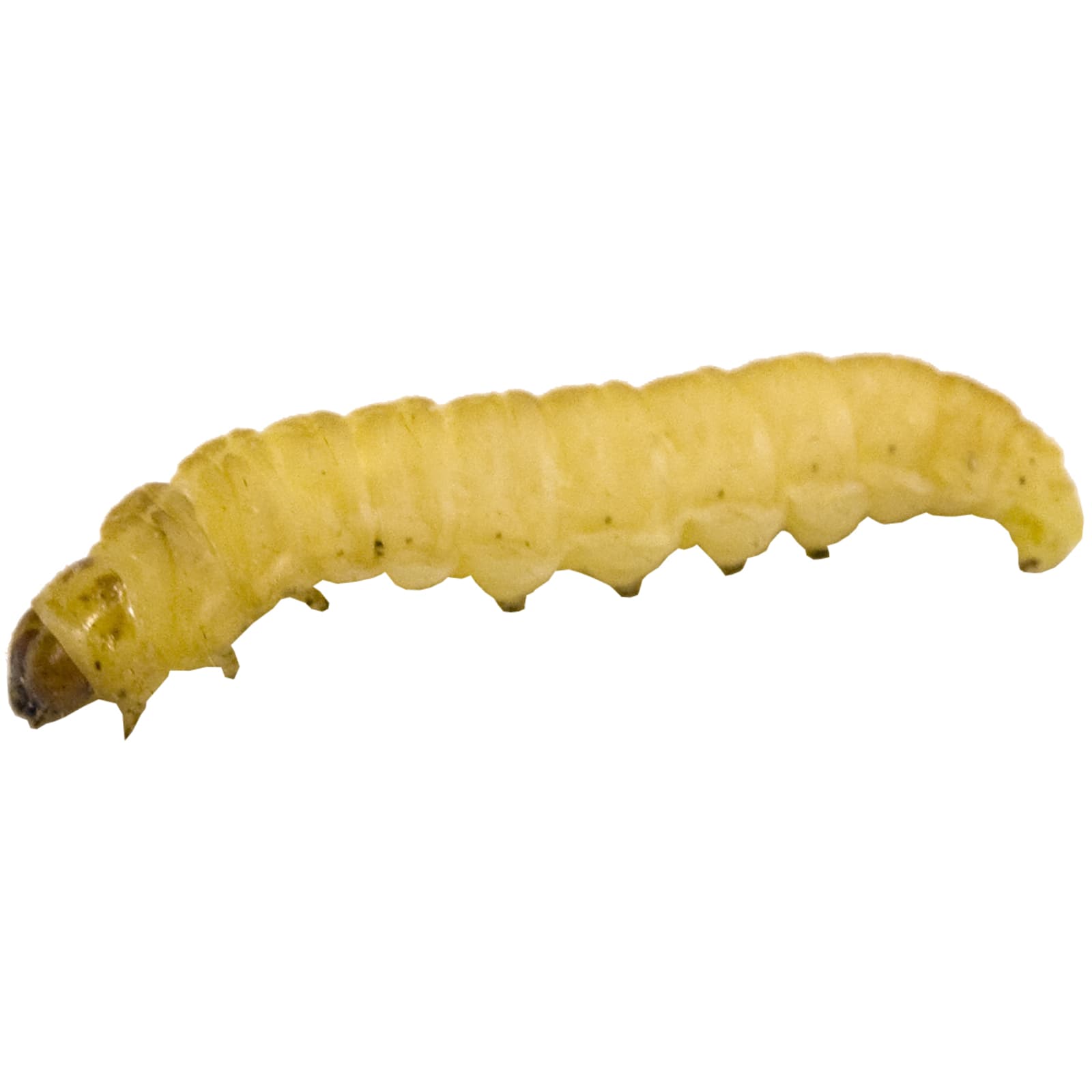 Wax Worms