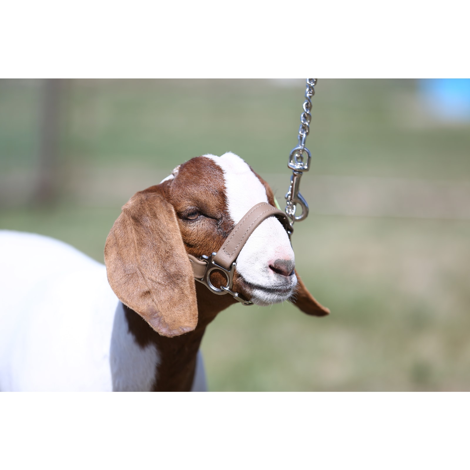 Goat head collar store
